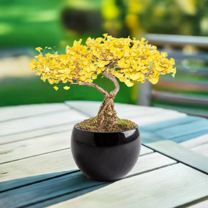 Bonsai Anzucht-Set – Gingko inkl. Keramiktopf